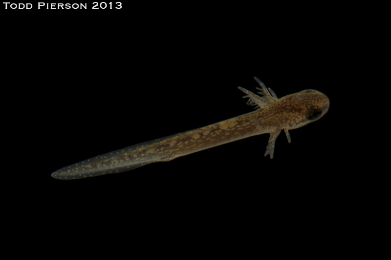 Image of Four-toed Salamander