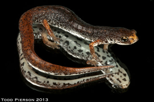 Image of Four-toed Salamander