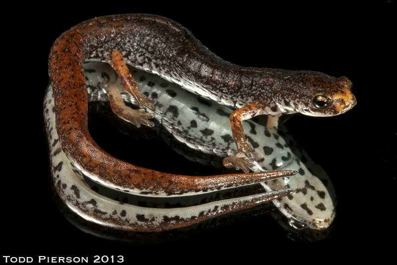 Image of Four-toed Salamander