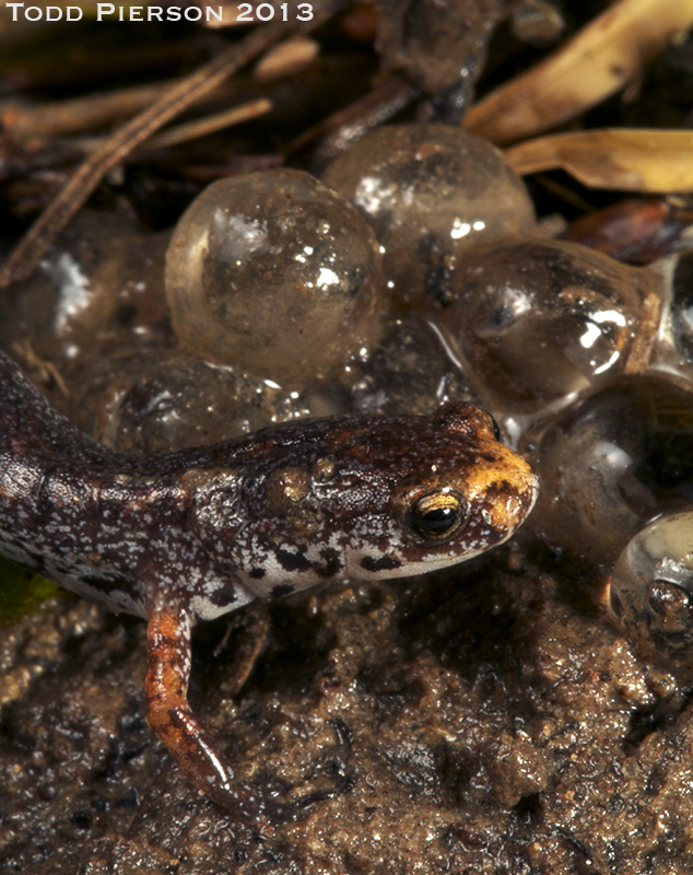 Image of Four-toed Salamander