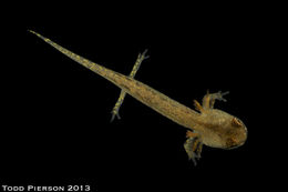 Image of Four-toed Salamander