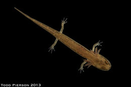 Image of Three-lined Salamander