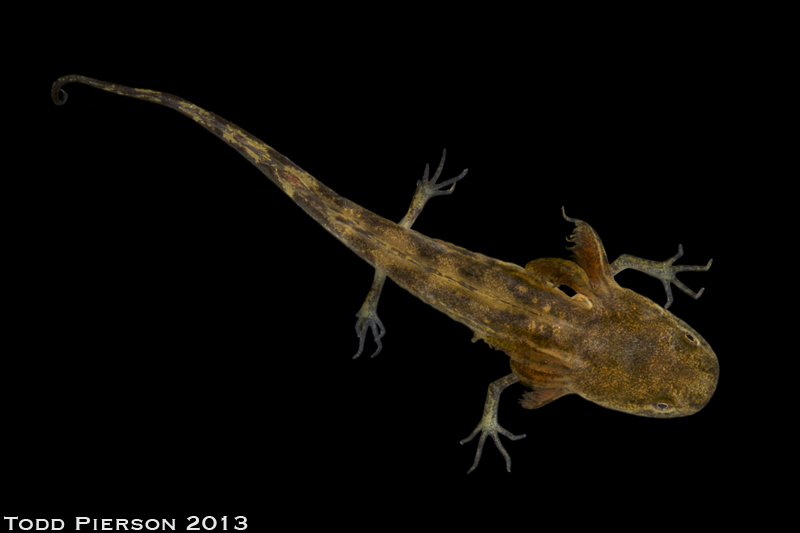 Image of Mole Salamander