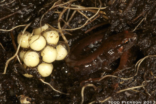 Image of Seepage Salamander