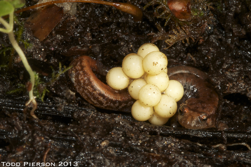 Image of Seepage Salamander