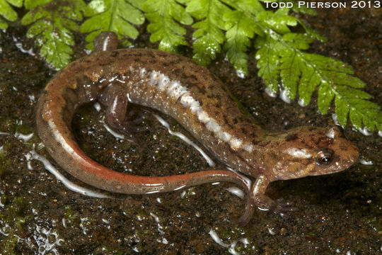 Image of Ocoee Dusky Salamander