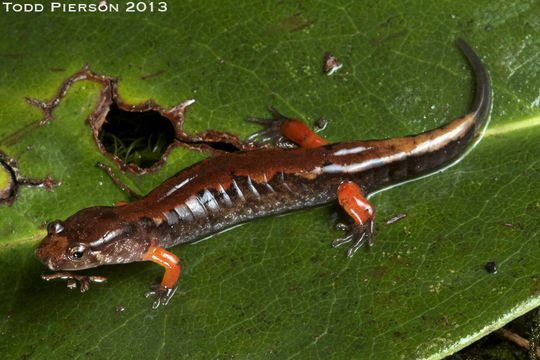 Image of Ocoee Dusky Salamander