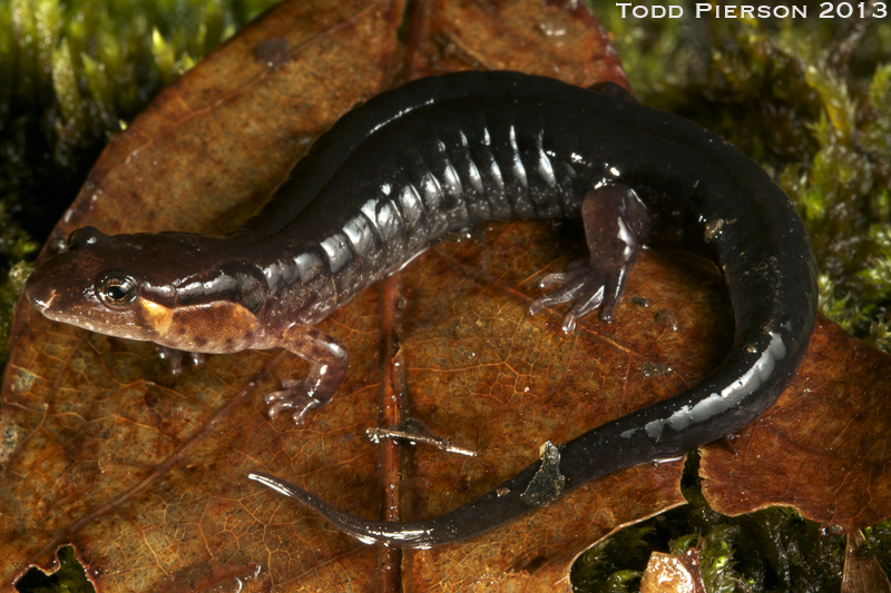 Image of Ocoee Dusky Salamander