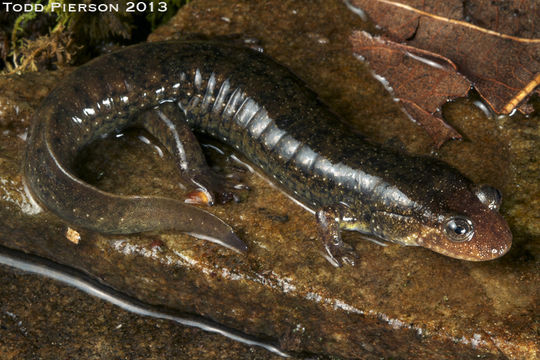 Image of Blackbelly Salamander