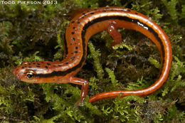 Image of Blue Ridge Two-Lined Salamander