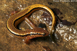 Image of Blue Ridge Two-Lined Salamander