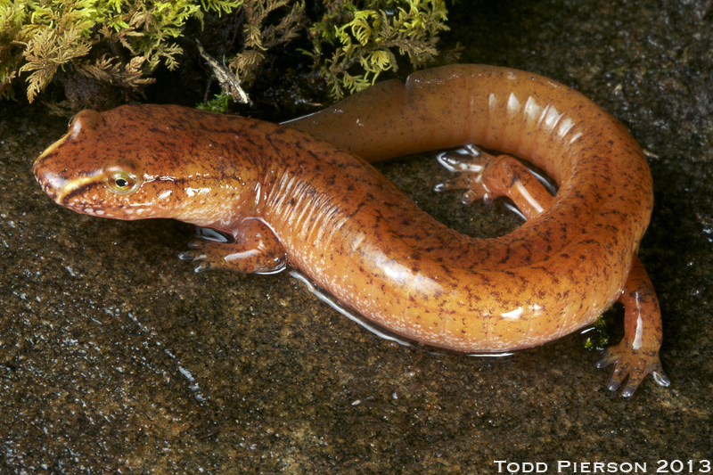 Image of Spring Salamander