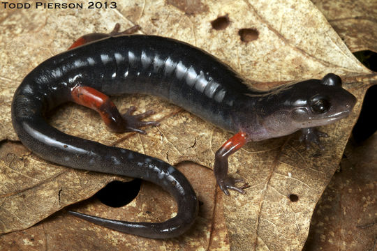 Sivun Plethodon shermani Stejneger 1906 kuva