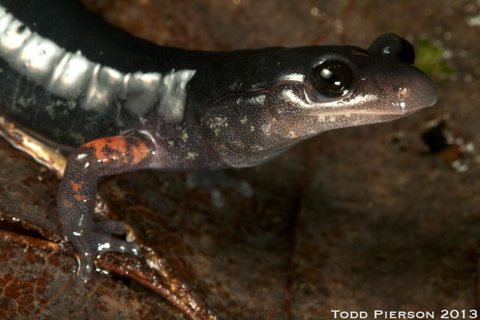 Sivun Plethodon shermani Stejneger 1906 kuva