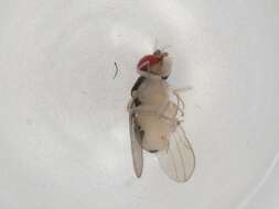 Image of Mycodrosophila