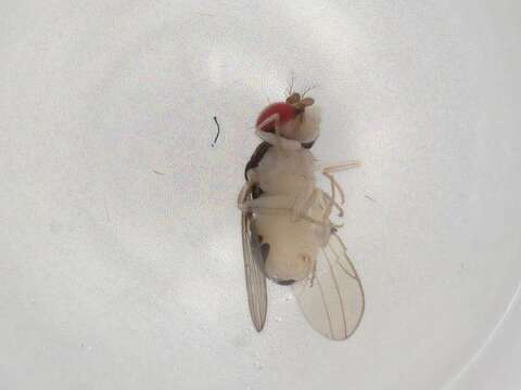 Image of Mycodrosophila