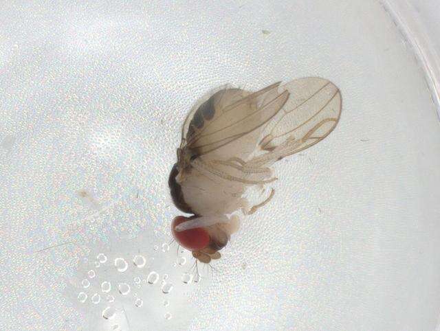 Image of Mycodrosophila