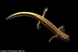 Image of Longtail Salamander