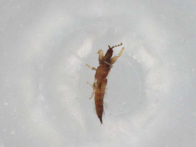 Image of Hoplandrothrips