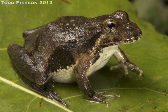 Image of Blanchard's cricket frog