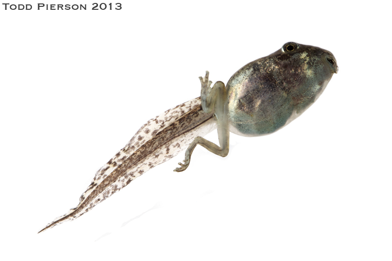 Image of cope's gray treefrog
