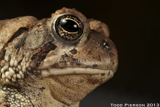 Image of Fowler's Toad