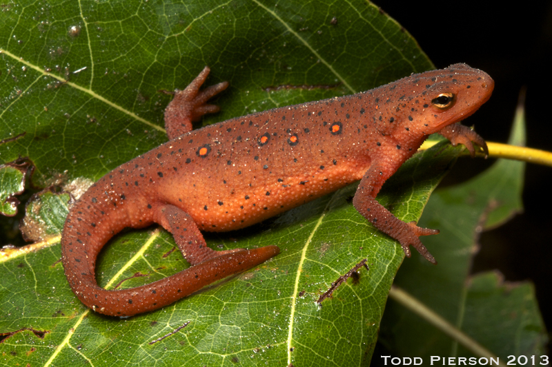 Plancia ëd Notophthalmus viridescens (Rafinesque 1820)