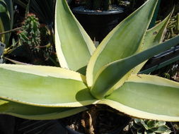 Image of Silvery agave