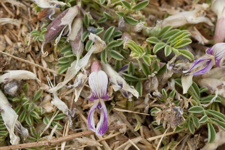 Image of Astragalus pringlei S. Wats.