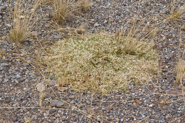 Image of Astragalus pringlei S. Wats.