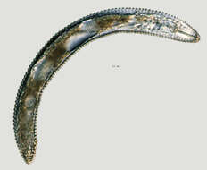 Image of Mesocriconema