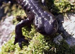 Sivun Salamandra lanzai Nascetti, Andreone, Capula & Bullini 1988 kuva