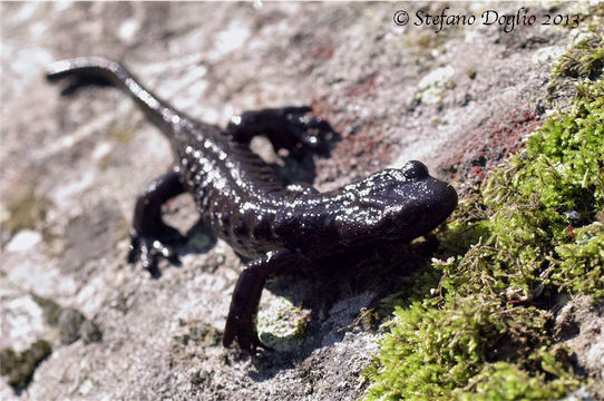 Sivun Salamandra lanzai Nascetti, Andreone, Capula & Bullini 1988 kuva