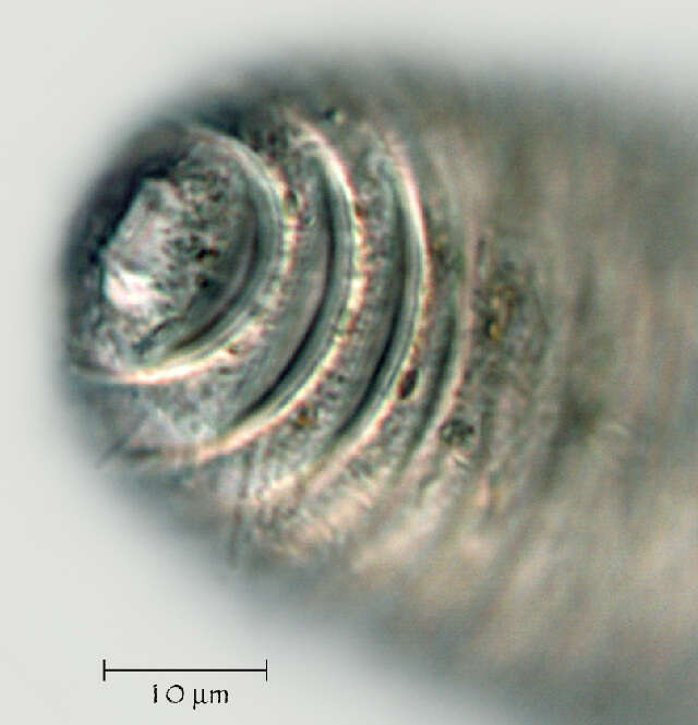 Image of Mesocriconema