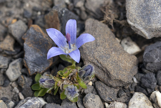 Image of Mount Cenis Bellflower