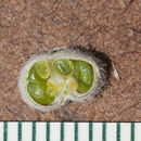صورة Astragalus mollissimus var. marcidus (Greene ex Rydb.) Barneby