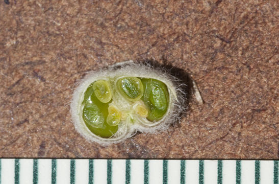 صورة Astragalus mollissimus var. marcidus (Greene ex Rydb.) Barneby