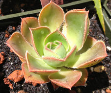 Image of Aeonium hierrense (Murr.) J. Pitard & L. Proust