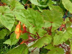 Image of Begonia sutherlandii Hook. fil.