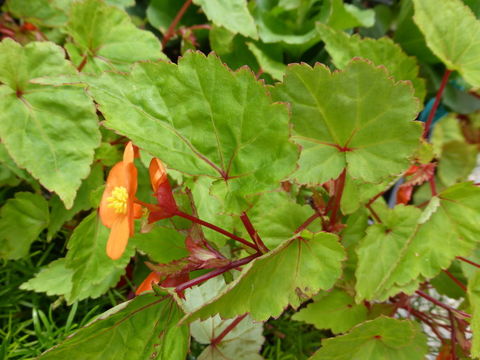 Слика од Begonia sutherlandii Hook. fil.