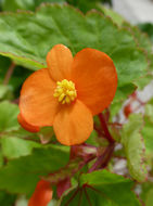 Image of Begonia sutherlandii Hook. fil.