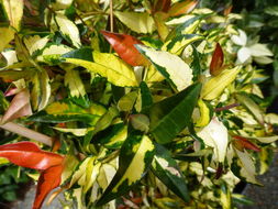 Image of Asiatic jasmine