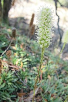 Image of mat rockspirea