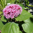 Imagem de Clerodendrum bungei Steud.