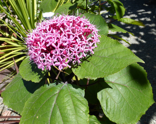 Image of rose glorybower