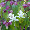 Imagem de Clerodendrum