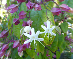 Imagem de Clerodendrum trichotomum Thunb.