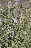 Plancia ëd Sphaeralcea angustifolia (Cav.) G. Don