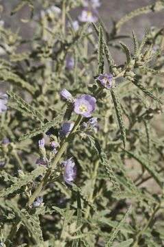 Image of copper globemallow