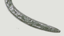 Image of Criconematidae